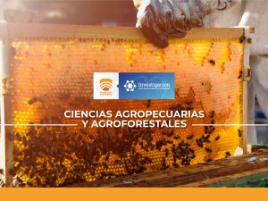 PRODUCCION ARTESANAL DE HIDROMIEL A PARTIR DE MATERIAS PRIMAS LOCALES
