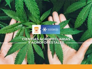 PRODUCCIÓN DE PLANTAS DE MARIHUANA SIN THC CON ALTA PRESENCIA DE TERPENOS Y CBD COMO ALTERNATIVA DE PRODUCCIÓN DE MARIHUANA MEDICINAL POR LA TÉCNICA CRISPR-CAS9.